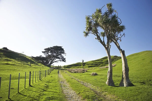 Cabbage Trees and Farmland, Cape Farewell, Nelson Region, South Island, New Zealand