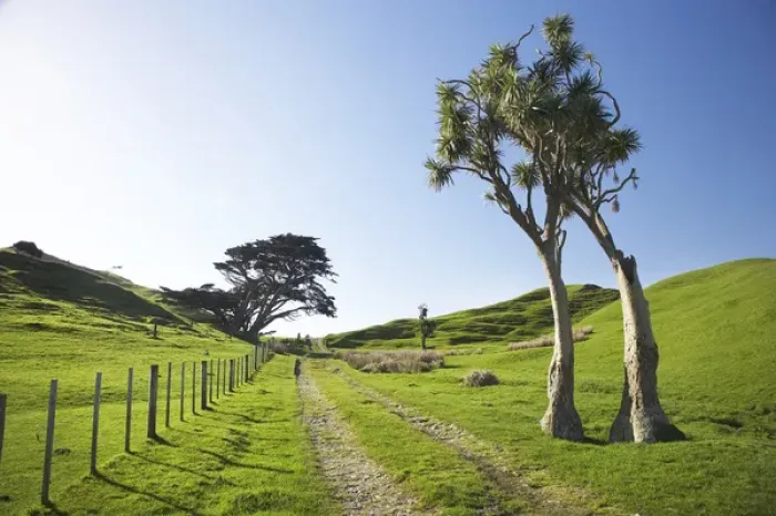 Framed Print : Cabbage Trees and Farmland, Cape Farewell, Nelson Region, South Island, New Zealand