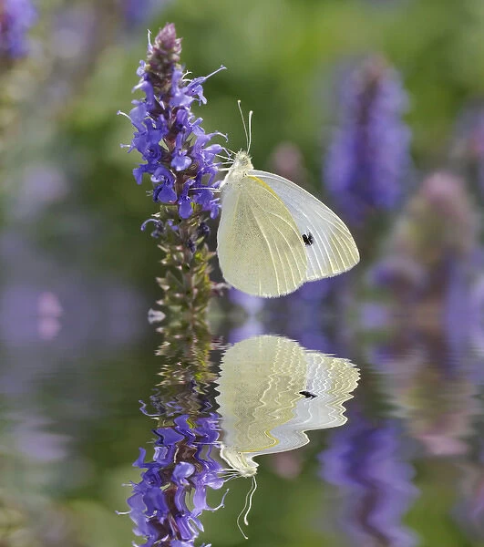 Cabbage White Butterfly and reflection, Pieris rapae, Louisville, Kentucky