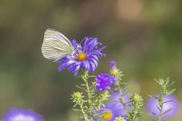 Cabbage white on Frikarts Aster