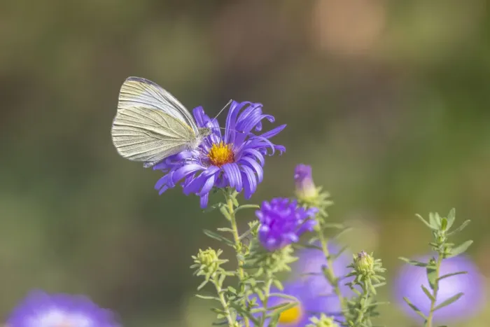Framed Print : Cabbage white on Frikarts Aster Framed Print : Cabbage white on Frikarts Aster