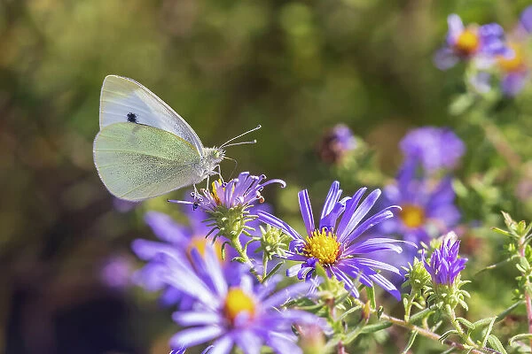 Cabbage White on Frikart's Aster, Marion County, Illinois. (Editorial Use Only)