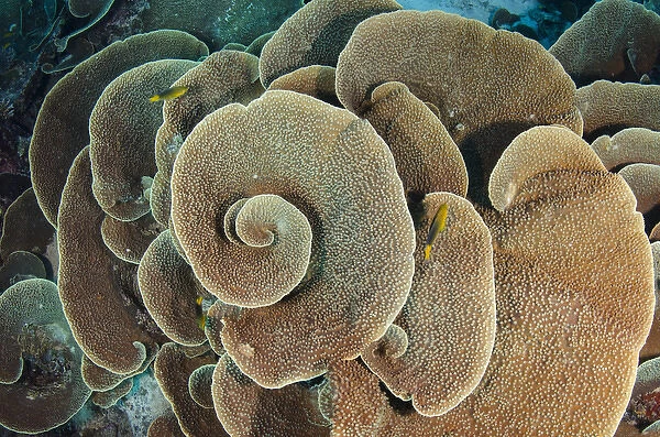 Cabbbage sheet coral (Agaricia sp. ), Rainbow Reef, Fiji. South Pacific