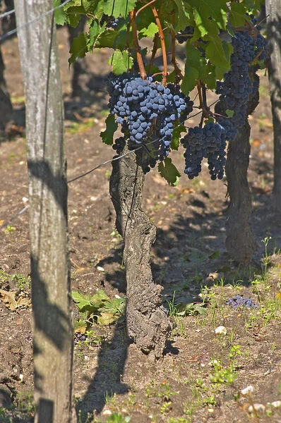 A Cabernet Franc bunch of grapes on a vine in the vineyard at Chateau Cheval Blanc