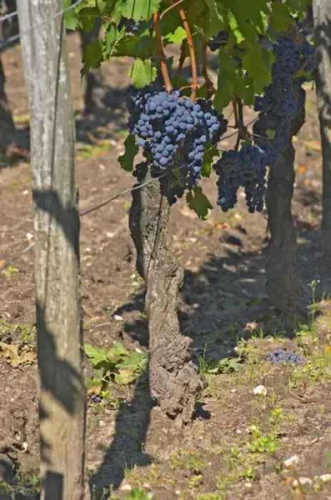 Framed Print : A Cabernet Franc bunch of grapes on a vine in the vineyard at Chateau Cheval Blanc