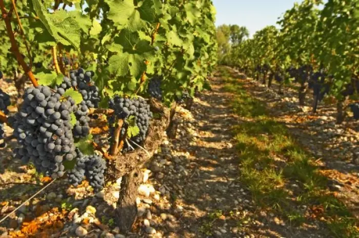 Framed Print : Cabernet Sauvignon
