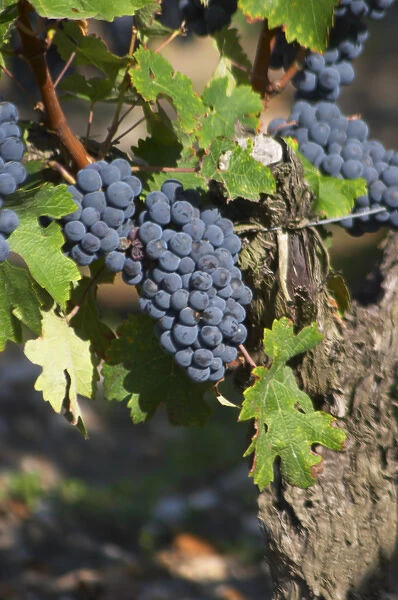 A cabernet Sauvignon vine, circa 35 years old with ripe grape bunches - Chateau Belgrave