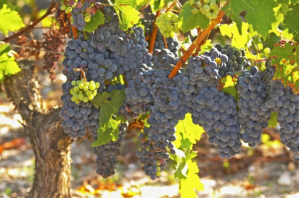 A cabernet Sauvignon vine, circa 35 years old with ripe grape bunches - Chateau Belgrave