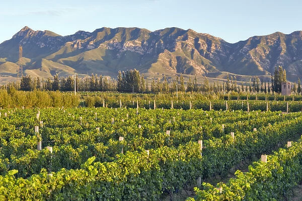 Cabernet Sauvignon vines in Huailai Rongchen vineyard near Guanting Lake, Hebei Province