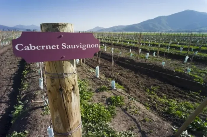 Framed Print : Cabernet Sauvignon, vineyard, Casa Blanca Valley, Chile Framed Print : Cabernet Sauvignon, vineyard, Casa Blanca Valley, Chile