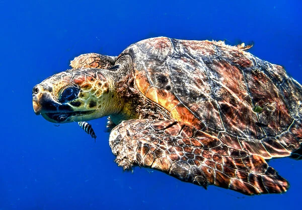 Cabo Pulmo, Mexico, Caretta caretta, Loggerhead Sea Turtle underwater swimming in