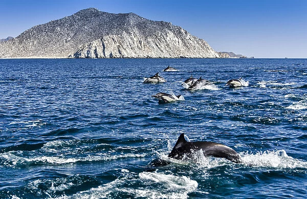 Cabo Pulmo, Mexico, Common Dolphin, Delphinus delphis, swimming in the Sea of Cortez