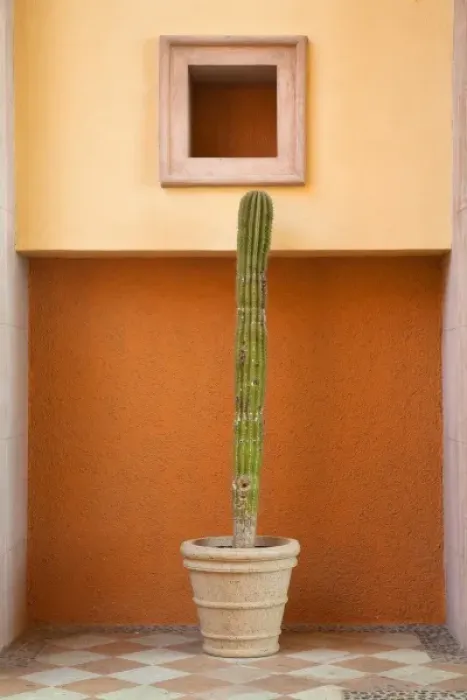 Framed Print : Cabo San Lucas, Baja California Sur, Mexico - A potted cactus stands in a niche next to an orange Framed Print : Cabo San Lucas, Baja California Sur, Mexico - A potted cactus stands in a niche next to an orange