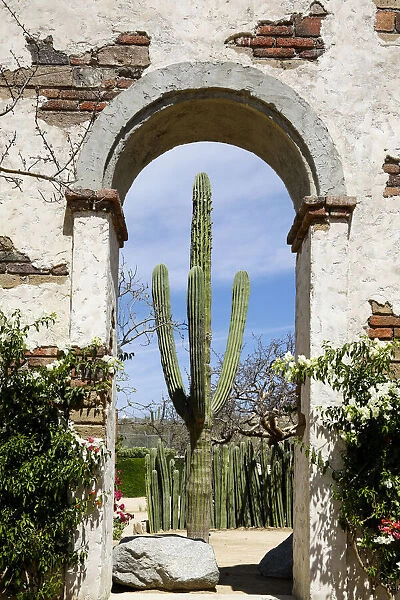 Cactus in archway of old building. Cabo San Lucas, Mexico