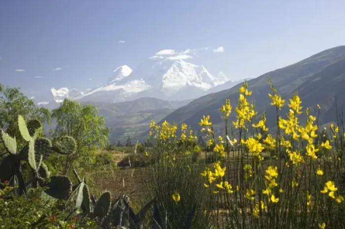 Framed Print : Cactus and bush with yellow flowers, snow-capped Andes Mountains in distance Framed Print : Cactus and bush with yellow flowers, snow-capped Andes Mountains in distance