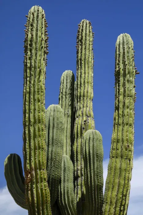 Framed Print : Cactus. Cabo San Lucas, Mexico Framed Print : Cactus. Cabo San Lucas, Mexico