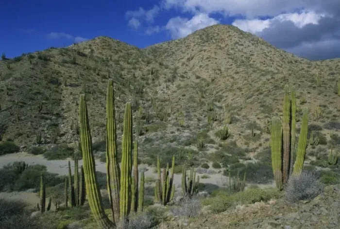 Framed Print : Cactus, Cardon Cactus, endemic, Island Santa Catalina, Baja California, Mexico
