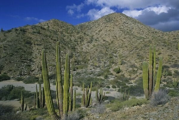 Cactus, Cardon Cactus, endemic, Island Santa Catalina, Baja California, Mexico