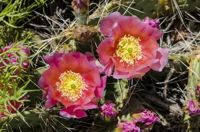 Framed Print : Cactus flowers, Capitol Reef National Park, Utah, USA Framed Print : Cactus flowers, Capitol Reef National Park, Utah, USA