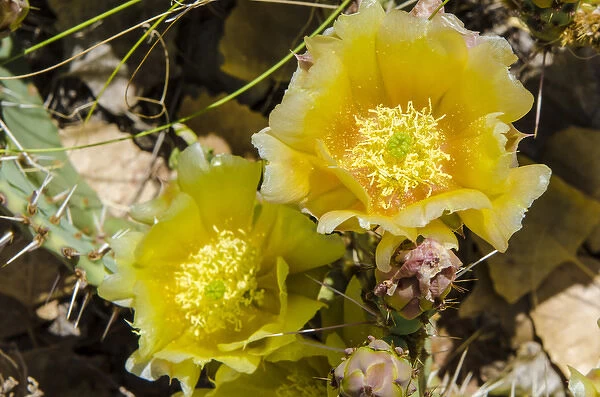 Cactus flowers, Capitol Reef National Park, Utah, USA