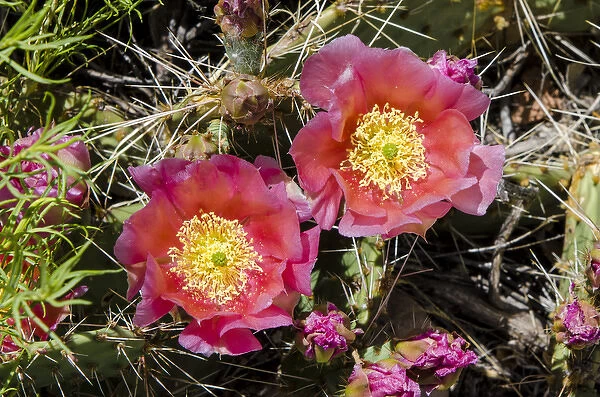 Cactus flowers, Capitol Reef National Park, Utah, USA