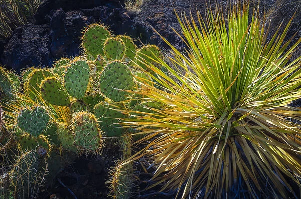 Cactus on the Malpais Nature Trail, Valley of Fires Natural Recreation Area, Carrizozo