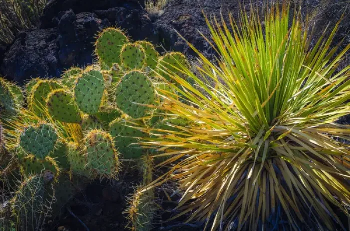 Framed Print : Cactus on the Malpais Nature Trail, Valley of Fires Natural Recreation Area, Carrizozo Framed Print : Cactus on the Malpais Nature Trail, Valley of Fires Natural Recreation Area, Carrizozo