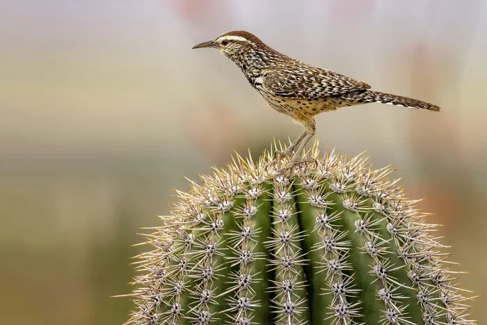 Framed Print : Cactus Wren at the Arizona Sonoran Desert Museum in Tucson, Arizona, USA