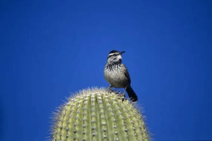 Framed Print : Cactus Wren, Campylorhynchus brunneicapillus, adult on Saguaro cactus, Tuscon, Arizona Framed Print : Cactus Wren, Campylorhynchus brunneicapillus, adult on Saguaro cactus, Tuscon, Arizona