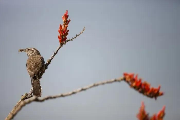 Framed Print : Cactus Wren, Campylorhynchus brunneicapillus, in Madera Canyon, Arizona, USA