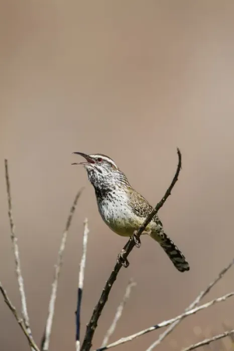 Framed Print : Cactus Wren (Campylorhynchus brunneicapillus) adult calling