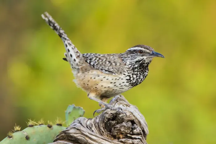 Framed Print : Cactus Wren (Campylorhynchus brunneidapillus) adult feeding Framed Print : Cactus Wren (Campylorhynchus brunneidapillus) adult feeding