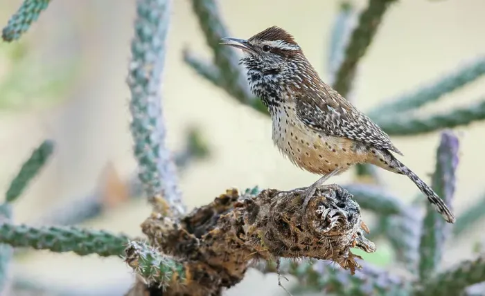 Framed Print : Cactus wren singing, USA, Arizona
