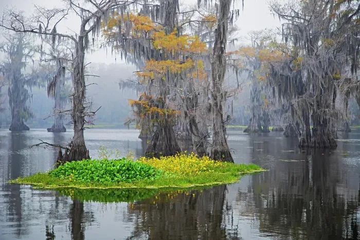 Framed Print : Caddo Lake morning Framed Print : Caddo Lake morning