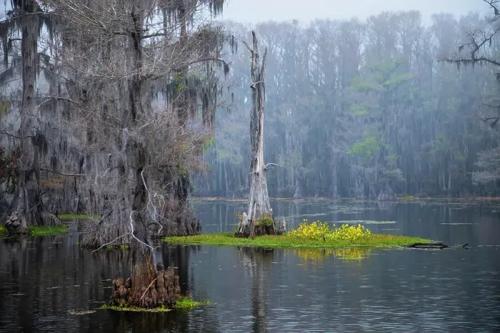 Framed Print : Caddo Lake morning Framed Print : Caddo Lake morning