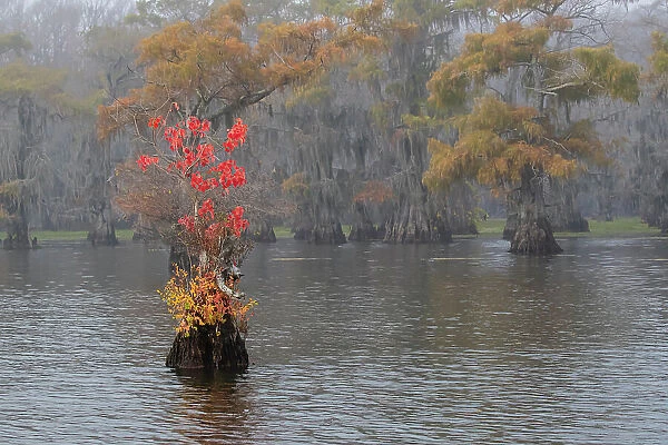 Caddo Lake, Texas with Chinese tallow in fall color