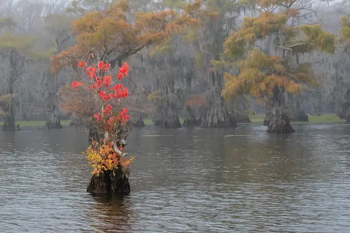 Framed Print : Caddo Lake, Texas with Chinese tallow in fall color Framed Print : Caddo Lake, Texas with Chinese tallow in fall color