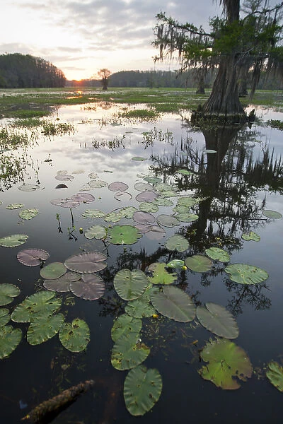 Caddo Lake, Texass largest natural lake at sunrise