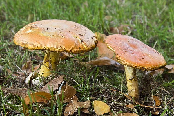 Caesars mushrooms (Amanita caesarea)