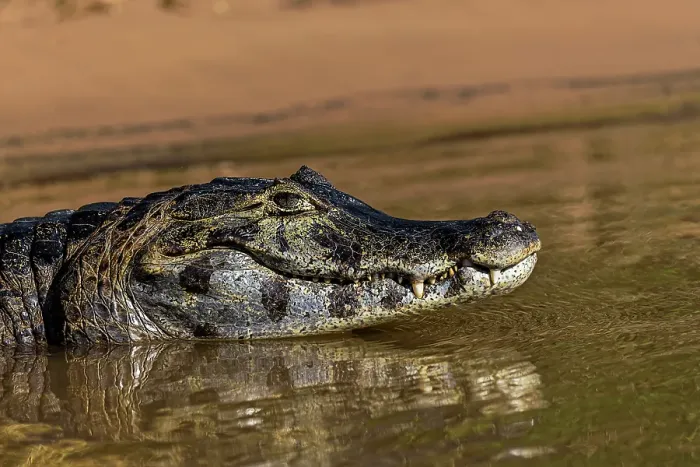Framed Print : Caiman along Cuiaba River, Pantanal, Brazil