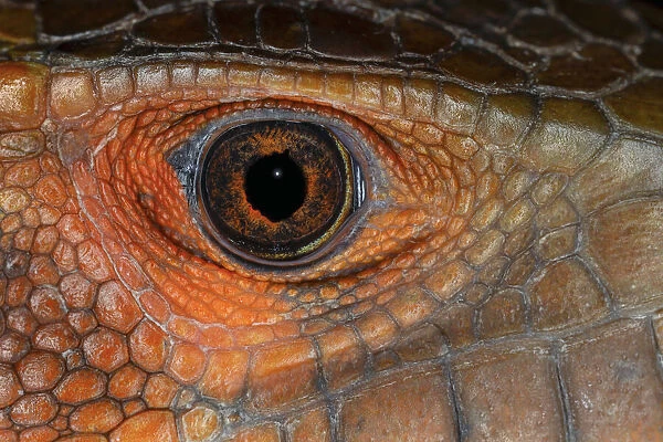 Caiman lizard close-up of eyeball