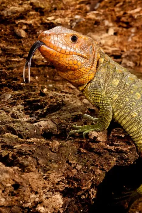 Framed Print : Caiman Lizard, Dracaena guianensis, Native to Northeastern South America Framed Print : Caiman Lizard, Dracaena guianensis, Native to Northeastern South America