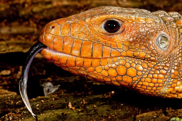 Caiman Lizard, Dracaena guianensis, Native to Northeastern South America