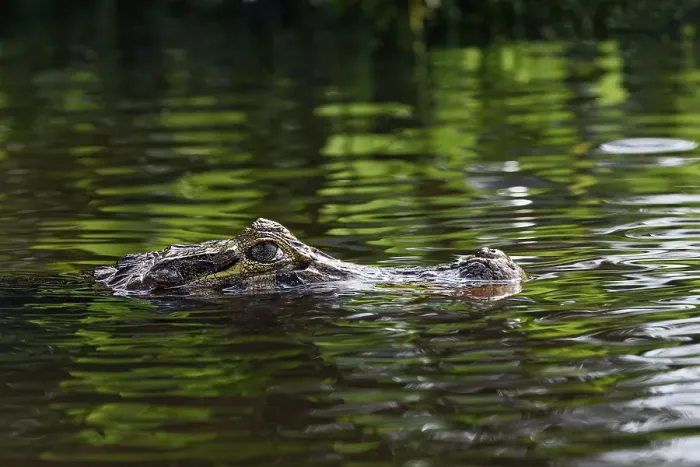 Framed Print : Caiman, Pantanal, Brazil Framed Print : Caiman, Pantanal, Brazil