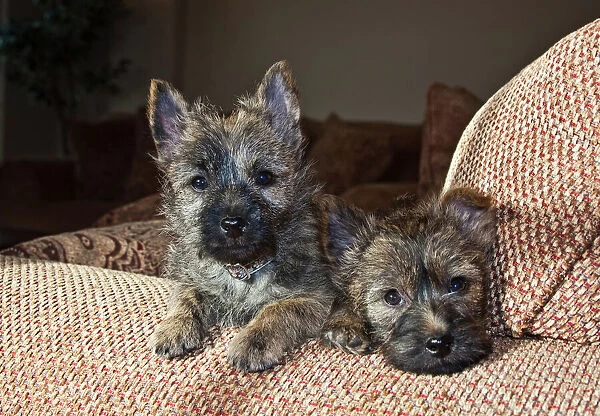 Two Cairn Terrier puppies lying on a tan couch