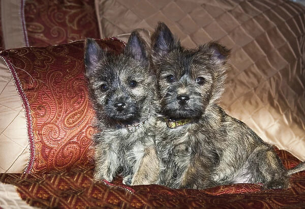 Two Cairn Terrier puppies sitting together on a bed with red and tan fabric