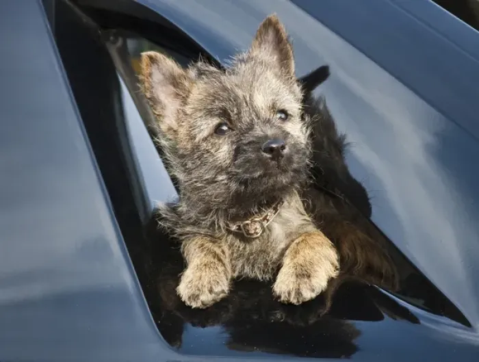 Framed Print : A Cairn Terrier puppy coming through a shinny black surface Framed Print : A Cairn Terrier puppy coming through a shinny black surface