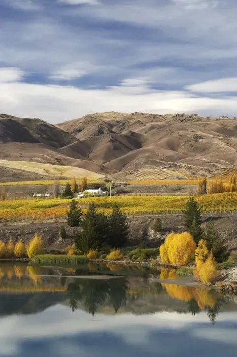 Framed Print : Cairnmuir Vineyard & Lake Dunstan, Bannockburn, Central Otago, South island, New Zealand Framed Print : Cairnmuir Vineyard & Lake Dunstan, Bannockburn, Central Otago, South island, New Zealand
