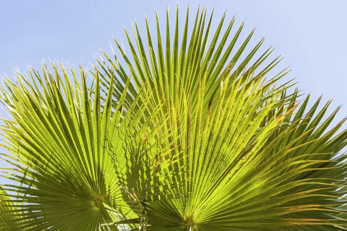 Framed Print : Cairo, Egypt. Sun shining through a fan palm