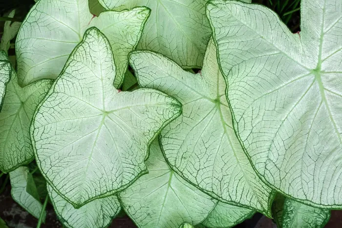 Framed Print : Caladium leaves Framed Print : Caladium leaves
